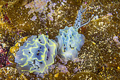 Nudibranch (Halgerda sp) mating at a depth of over 60 metres in the mesophotic zone, Mayotte