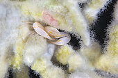 Crowned Coral Crab (Quadrella coronata) in a finger coral (Madracis hellana) at a depth of 75 metres. Mayotte