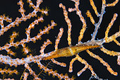 Cowry devouring the polyps of a gorgonian under the gaze of tiny translucent shrimp at a depth of 70 metres. Mayotte