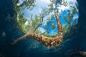 Mussels and oysters on mangrove roots in Mayotte. Mussels and oysters are the only organisms able to attach themselves to the mangrove roots and branches that make up Mayotte's mangroves. In fact, with a tidal range of 4 metres, they are the only organisms able to survive for several hours out of the water.