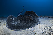 Blotched fantail ray (Taeniurops meyeni) at a depth of 40 metres in the S channel. Mayotte