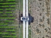 Véhicule incendié sur un chemin de campagne entre un champ de blé et un vignoble bio. Loir et Cher, France