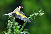 Goldfinch (Carduelis carduelis) on thistle, France