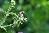 Goldfinch (Carduelis carduelis) on thistle, France
