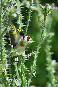Goldfinch (Carduelis carduelis) on thistle, France