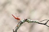 Red darter (Crocothemis erythraea) on a branch, France