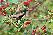 Common Starling (Sturnus vulgaris) eating cherries, France.