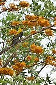 Eurasian Golden Oriole (Oriolus oriolus) looking for materials to build its nest, France