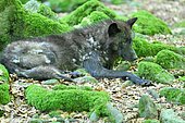 Northwest territories wolf (Canis lupus mackenzii) in captivity, France