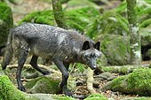 Northwest territories wolf (Canis lupus mackenzii) in captivity, France