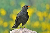 Common Blackbird (Turdus merula), side view of an adult male standing on a rock, France
