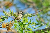 Crested tit (Lophophanes cristatus) perched on branch of Silk oak Grevillea robusta France