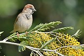 House sparrow (Passer domesticus) on branch of mimosa, France