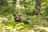 Brown bear (Ursus arctos) lying in the grass, Slovenia