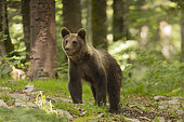 Brown bear (Ursus arctos) in alert, Slovenia