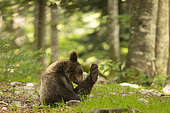 Brown bear (Ursus arctos) grooming in the undergrowth, Slovenia