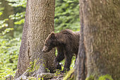 Brown bear (Ursus arctos) passing between two trees, Slovenia
