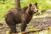 Brown bear (Ursus arctos) in the undergrowth, Slovenia