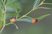 Red sawfly gall (Euura sp) on white willow (Salix alba), Rohrschollen island reserve, Strasbourg, Alsace, France