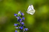 Cabbage butterfly (Pieris rapae) on Vipersbugloss, Pagny-la-Blanche-Côte, Lorraine, France