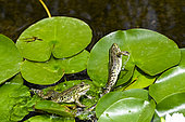 Jumping Green frogs (Pelophylax esculentus X ridibunda) squabbling over white water lilies (Nymphaea alba), Jean-Marie Pelt Botanical Garden, Nancy, Lorraine, France