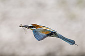European Bee-eater (Merops apiaster) in flight with dragonfly prey, Bainville-aux-Miroirs, Moselle sauvage Regional Nature Reserve, Lorraine, France