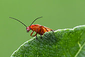 Soldier Beetle (Cantharis livida) on a leaf, Luneville towards Jolivet, Lorraine, France