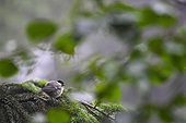 Coal Tit (Periparus ater) on a conifer branch, Chitelet high altitude botanical garden, La Bresse, Vosges, France