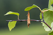 Leaf rolled into a cigar by the Birch Leaf Roller (Deporaus betulae), Lispach peat bog, Chajoux valley, Vosges, France
