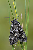 Noctuid Moth (Noctuidae sp), Lispach peat bog, Chajoux Valley, Vosges, France