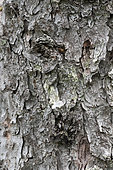 Noctuid Moth (Noctuidae sp), camouflage on bark and lichen = homochromy, Lispach peat bog, Chajoux Valley, Vosges, France