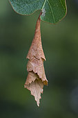 Leaf rolled into a cigar by the Birch Leaf Roller (Deporaus betulae), Lispach peat bog, Chajoux valley, Vosges, France