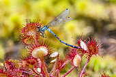 Insectivorous carnivorous plant: Round-leaved sundew (Drosera rotundifolia) consuming a Blue Agrion (dragonfly), Lispach peat bog, Chajoux Valley, Vosges, France