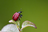 Poplar leaf beetle (Melasoma populi) taking flight, on aspen, Ansauville, Forêt de la Reine, Lorraine, France