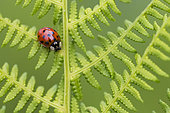 Asian lady Beetle (Harmonia axyridis) on a fern, Tourbiere de Lispach, Chajoux Valley, Vosges, France