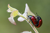 Poplar leaf beetle (Melasoma populi) mating, on aspen, Ansauville, Forêt de la Reine, Lorraine, France