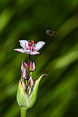Solitary bee (Andrena sp) collecting a flower of flowering rush (Butomus umbellatus), banks of the Meurthe, Nancy, Lorraine, France
