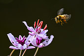 Honey bee (Apis mellifera) collecting a flower of flowering rush (Butomus umbellatus), banks of the Meurthe, Nancy, Lorraine, France