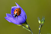 Sevenspotted lady beetle (Coccinella septempunctata) on a bluebell flower, hautes chaumes, Le Hohneck La Bresse, Vosges, France