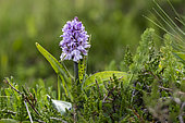 Spotted orchid flowers (Dactylorhiza maculata maculata), high stubble fields, Grand Ballon, Vosges, France