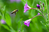 Honey bee (Apis mellifera) foraging on Great Hairy Willowherb (Epilobium hirsutum), Jean-Marie Pelt Botanical Garden, Nancy, Lorraine, France