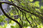 Great crested tit (Lophophanes cristatus) on a conifer branch, Vosges, France