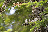 Great crested tit (Lophophanes cristatus) feeding, Vosges, France