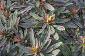 Wood spurge (Euphorbia amygdaloides) 'Purpurea' leaves in winter