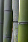 Close-up of Giant timber bamboo (Phyllostachys bambusoides) stems