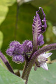 Young leaf and buds of Naranjilla (Solanum quitoense)