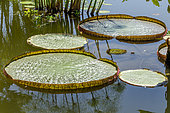 Santa Cruz water lily (Victoria cruziana) in garden pond