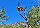 Cooper's hawk (Accipiter cooperii) N. America. Catalina state park. Arizona
