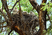 Cooper's hawk (Accipiter cooperii) chicks on nest, N. America. Catalina state park. Arizona