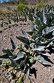 Coyote melon , Coyote gourd (Cucurbita foetidissima), Near San Simon, Arizona